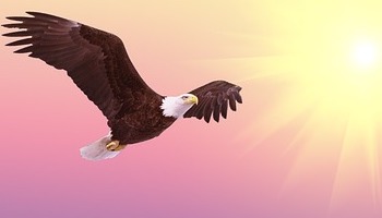 Energie update Blauwe Adelaar levenspad 12-24 juni 2024: Bouwen aan een mooiere wereld